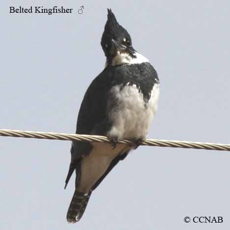 North American Kingfishers