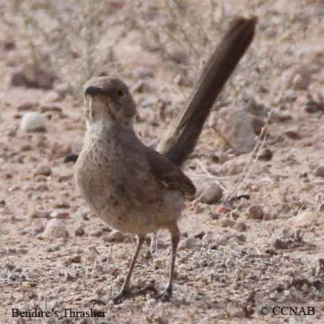 Birds of North America