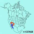 Bendire's Thrasher range map