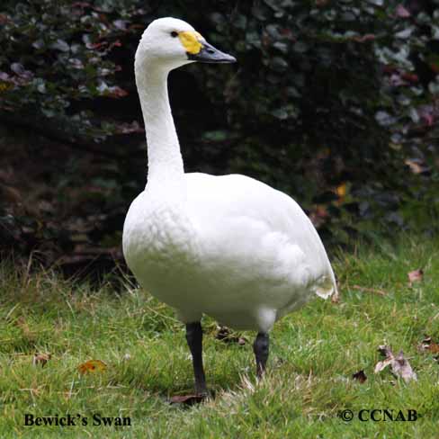 Birds of North America