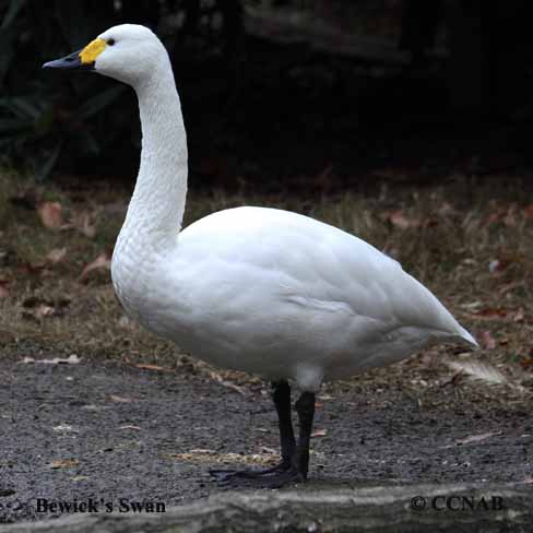 Birds of North America