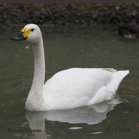 Bewick's Swan