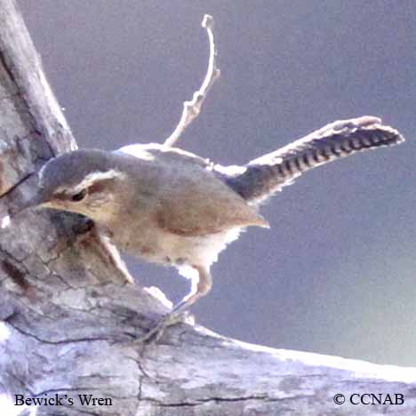 Birds of North America