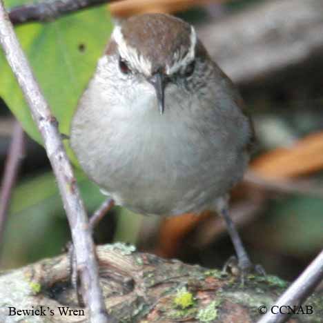 Birds of North America
