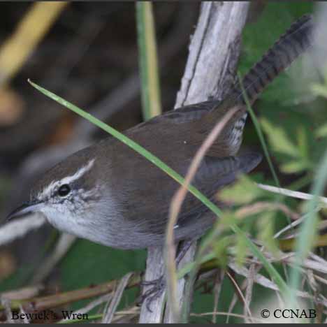 Birds of North America