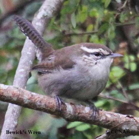 Birds of North America