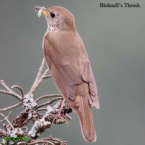 Birds of North America