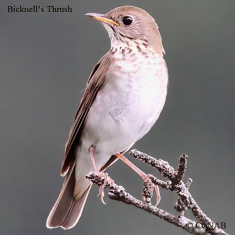 Birds of North America