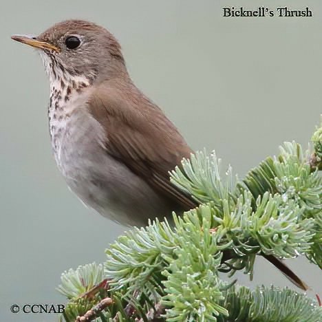 Birds of North America