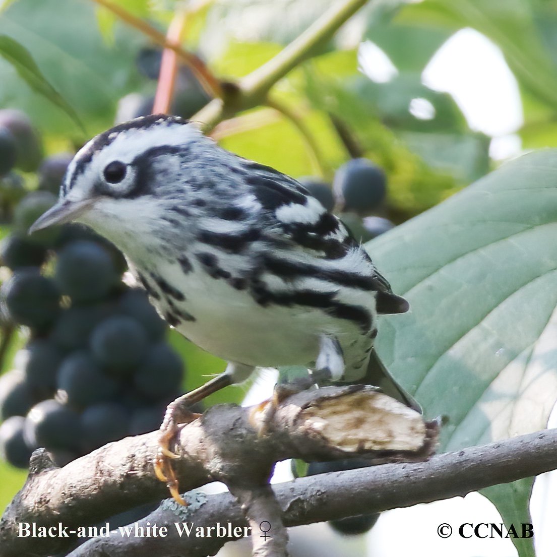 Birds of North America