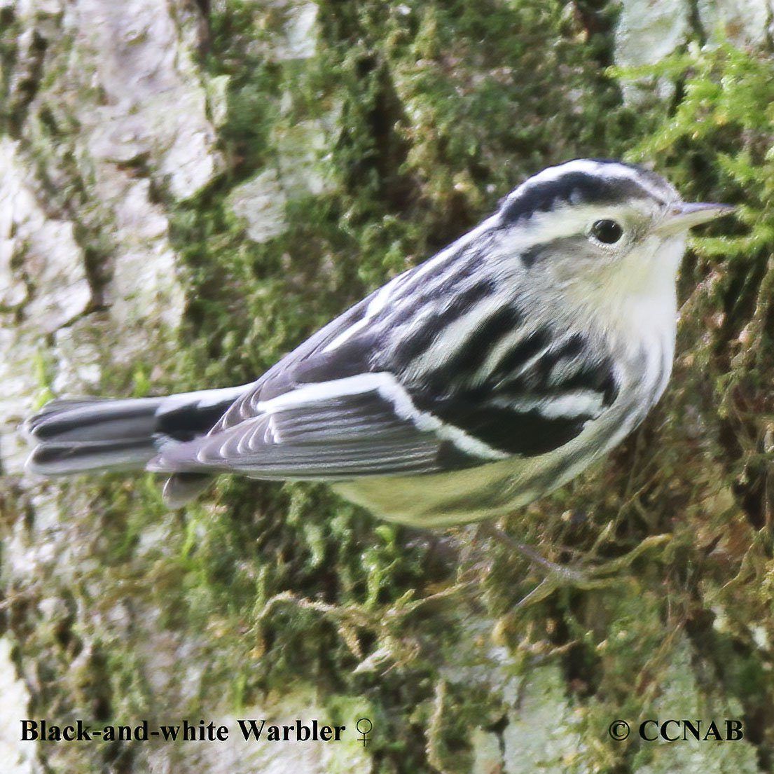 Birds of North America