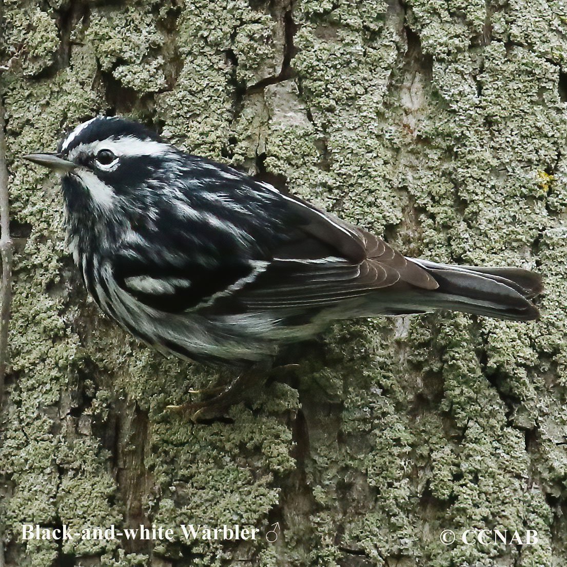 Birds of North America