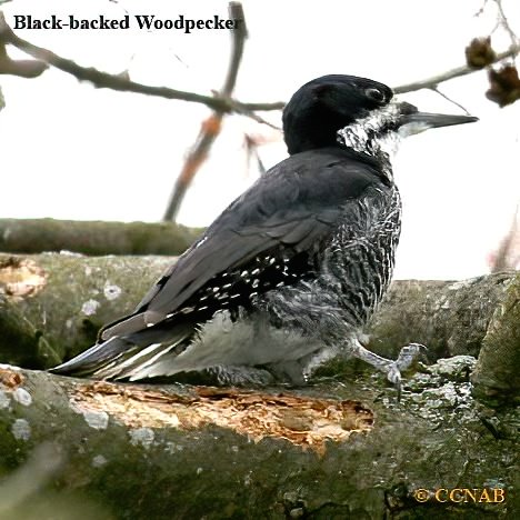 Birds of North America