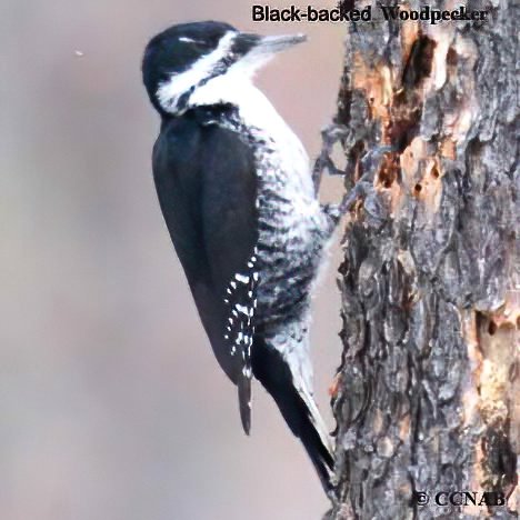 Birds of North America