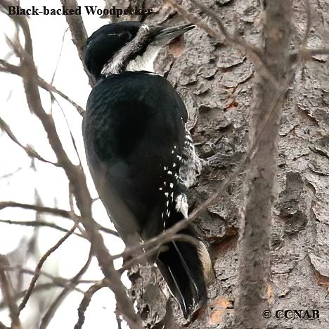 Birds of North America