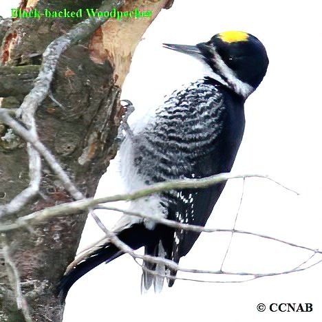 Birds of North America