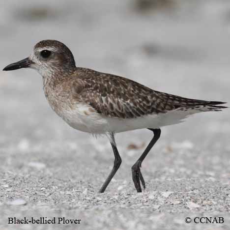Birds of North America