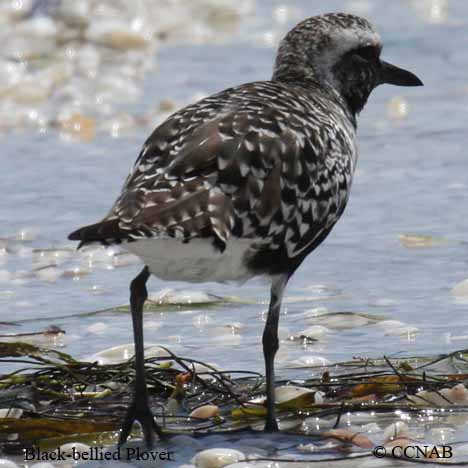 Birds of North America