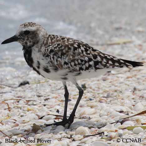 Birds of North America