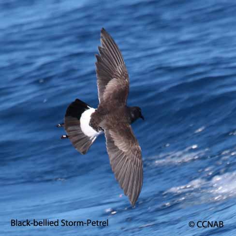 Birds of North America