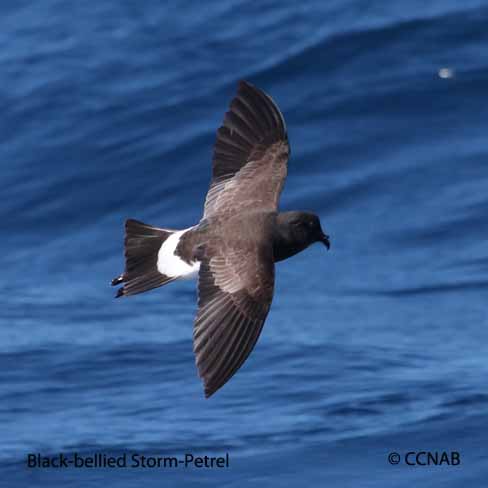 Birds of North America