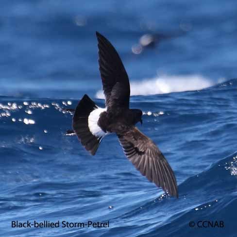 Birds of North America