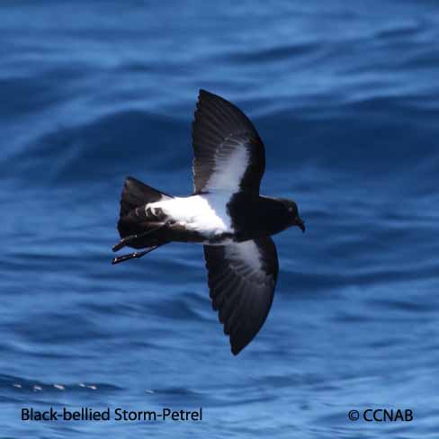 Birds of North America