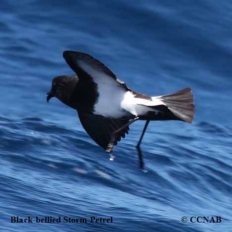 Black-bellied Storm-Petrel