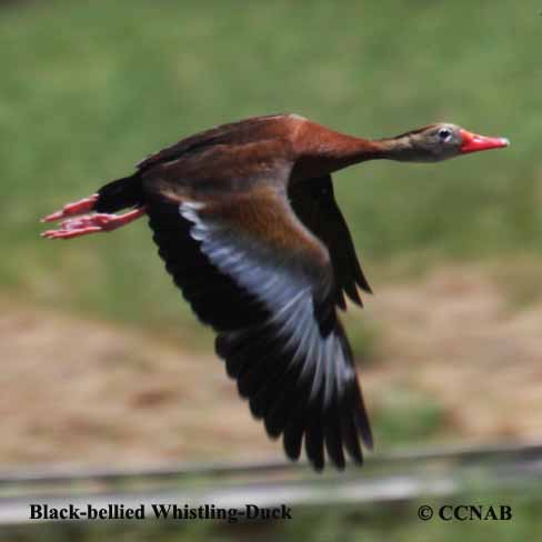 Birds of North America