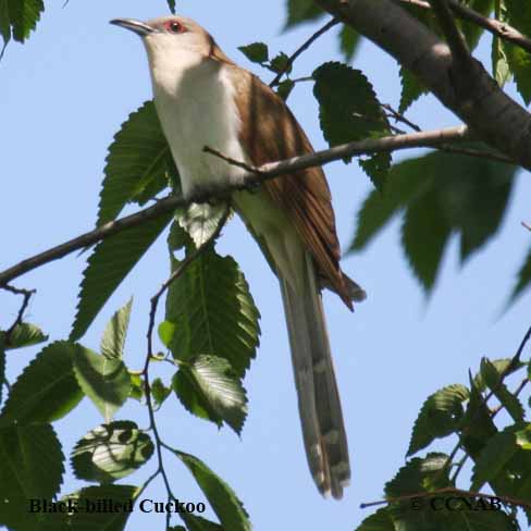 Black-billed Cuckoo