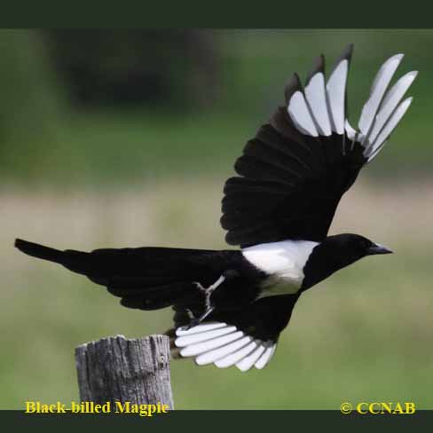Birds of North America