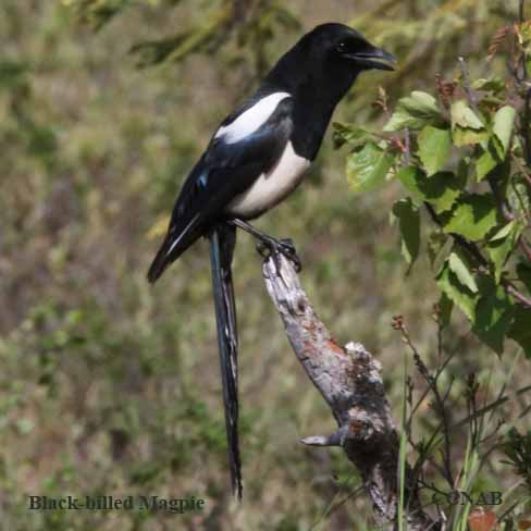 Birds of North America