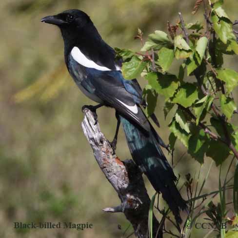 Birds of North America