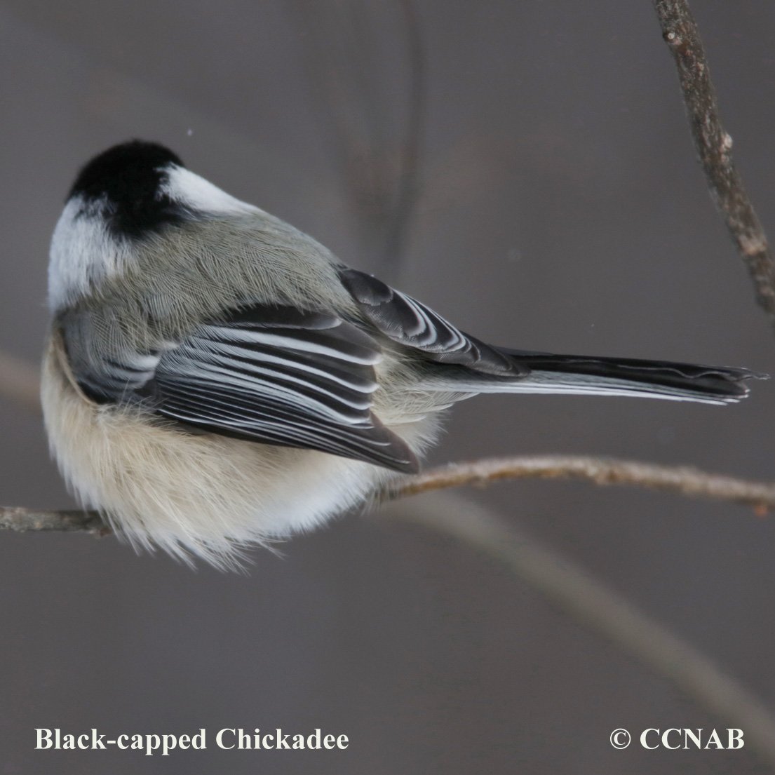 Birds of North America