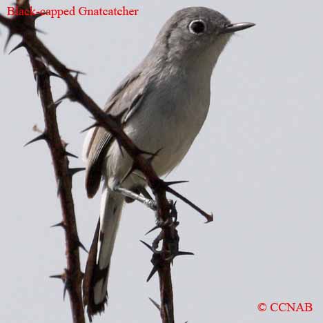 Birds of North America