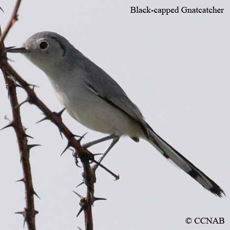 Birds of North America