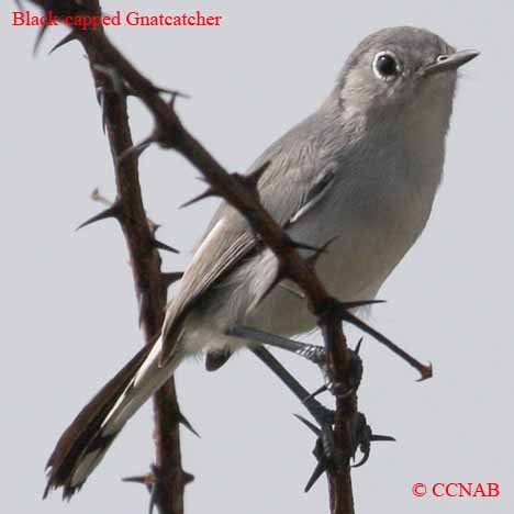 Birds of North America