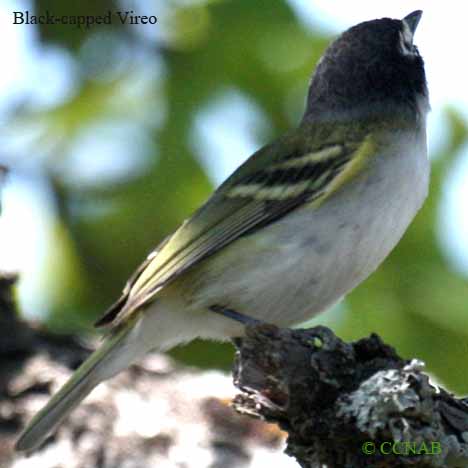 Birds of North America