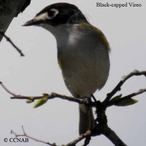 Birds of North America