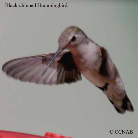 Birds of North America