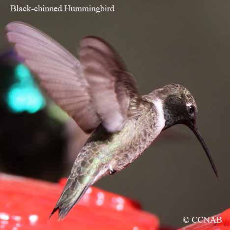 Birds of North America