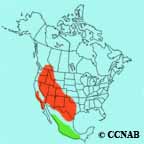 Black-chinned Hummingbird range map