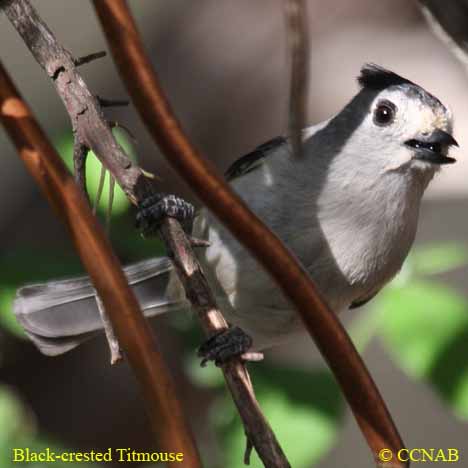 Birds of North America