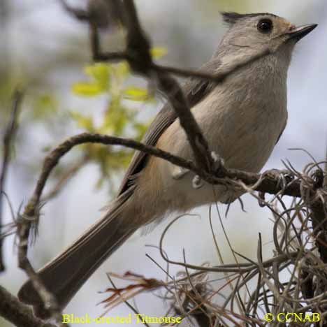 Birds of North America