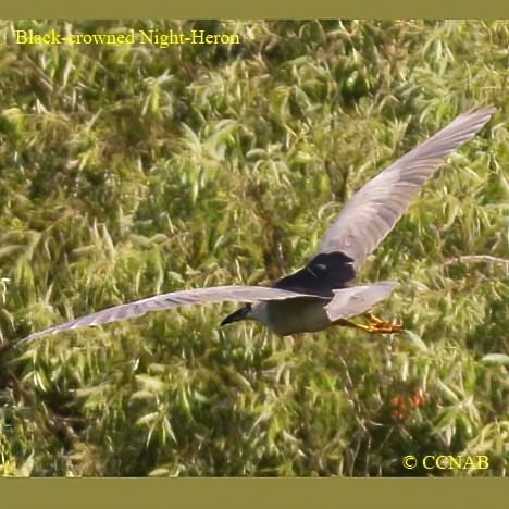 Birds of North America