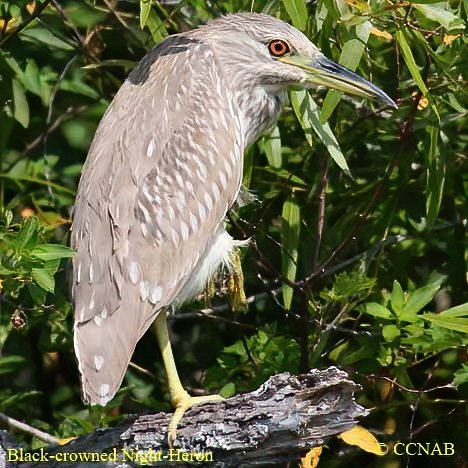 Birds of North America