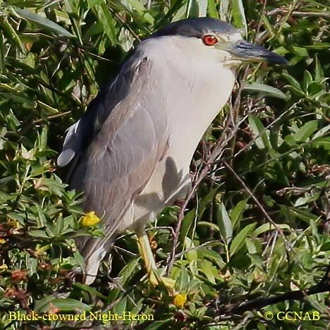 North American Birds songs and calls