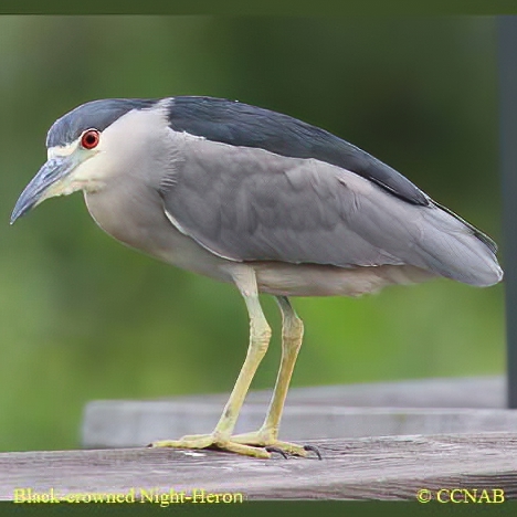 Black-crowned Night-Heron