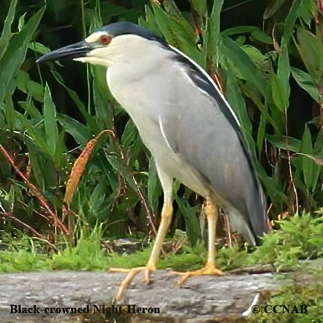 Birds of North America
