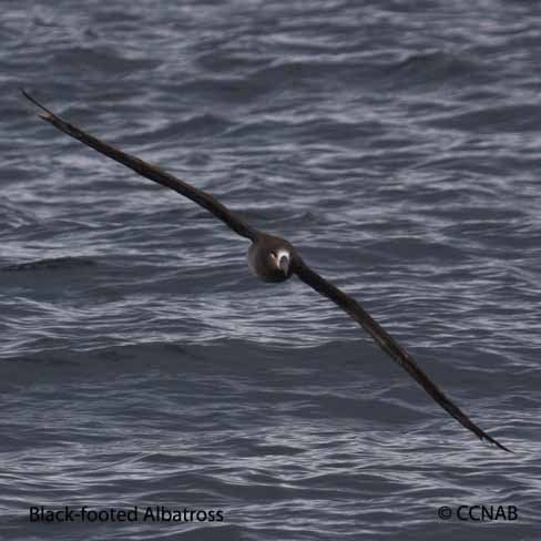 Birds of North America